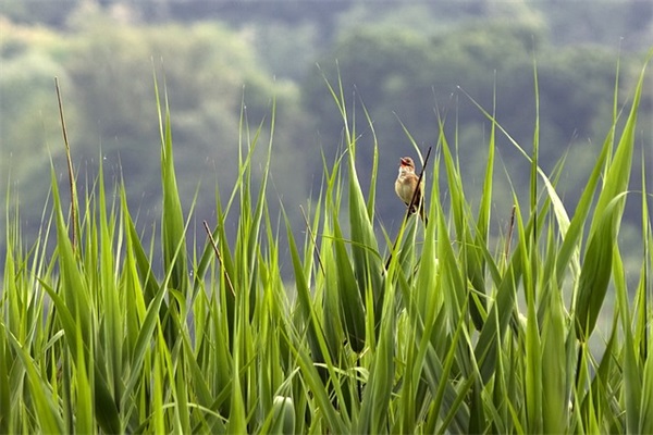 新年感谢煽情祝福语62句