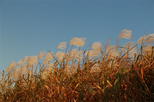 八一建军节对老公的祝福语