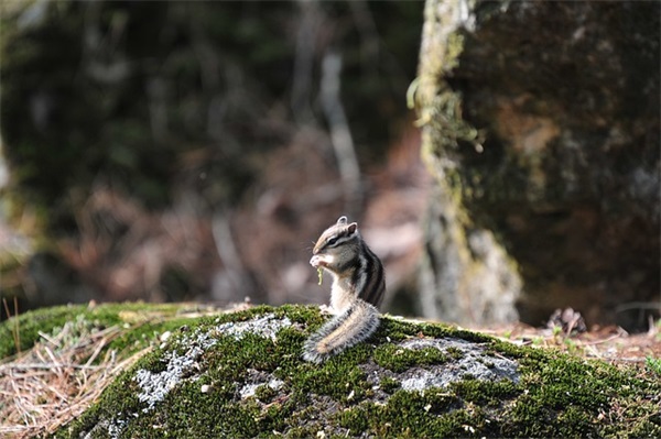 标语诚信 有诚信的控标