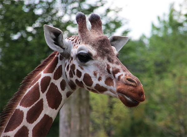 高三班级口号16字84句