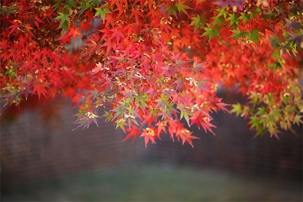 黑板报标语99句