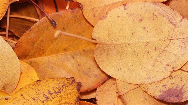 粮食宣传标语93句