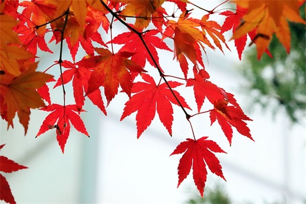 食堂的标语100句