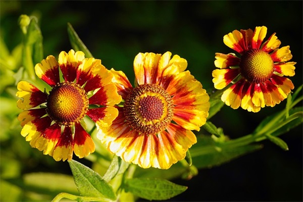 2025清明时节森林防火宣传横幅标语