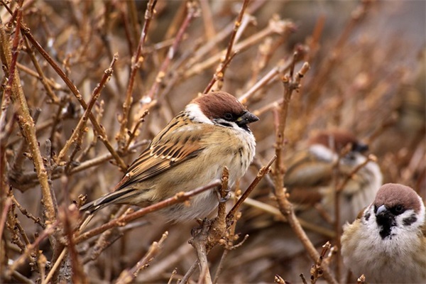 学校绿地标语100句