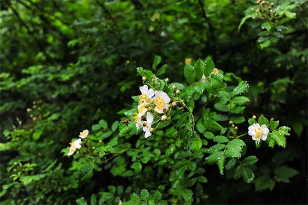 植树造林的宣传标语93句