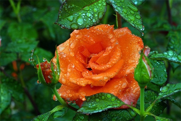 科学成绩单家长寄语-50句