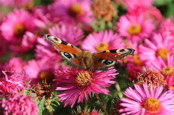 生物学科特色励志寄语 【生物学科特色祝福语】