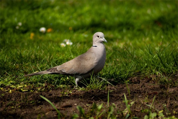 对幼儿园大班孩子的毕业寄语-52句