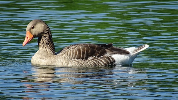 百日中考家长寄语 【百日中考家长寄语50字】
