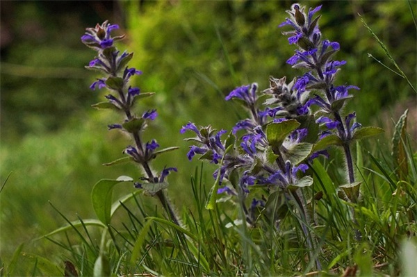 奶茶寄语 【奶茶语录简短】