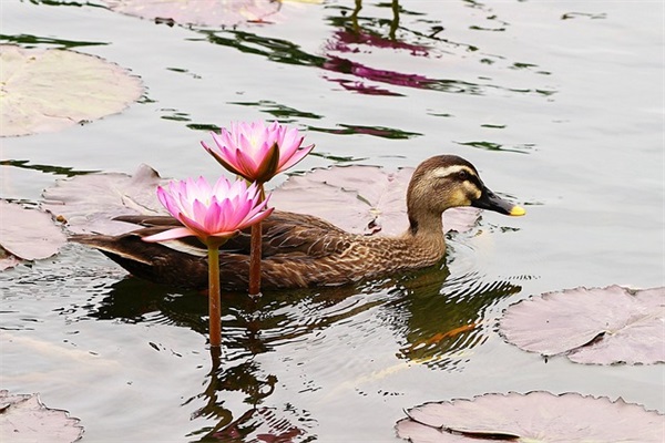 中秋寄语微信-65句