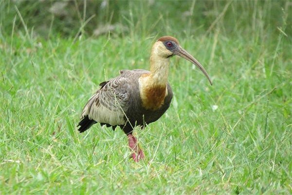 宝宝成长册寄语 【宝宝成长记录手册家长寄语怎么写】