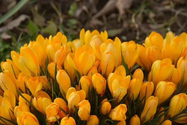 小学生恩师寄语-78句