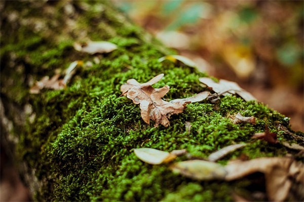 幼儿园宝宝心愿卡寄语 【幼儿园孩子心愿卡心愿语】
