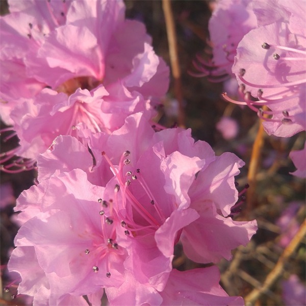 一年级同学 家长寄语-64句