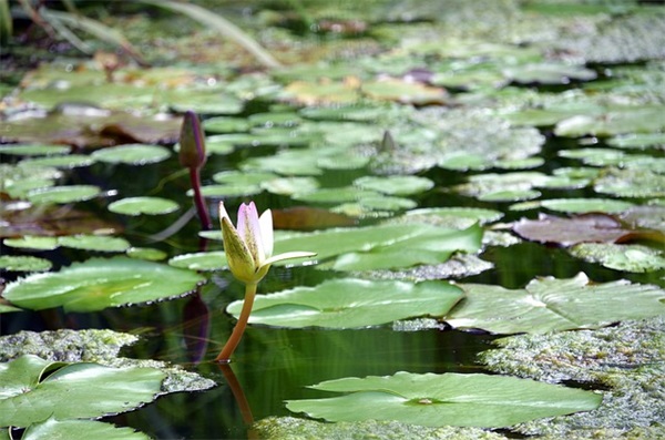 12岁女孩成长礼简短寄语-82句