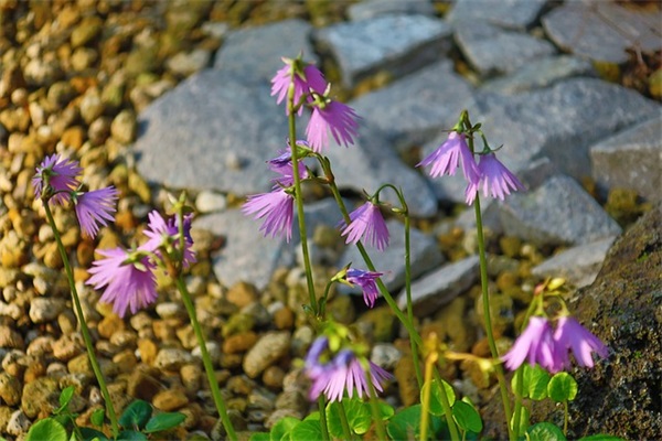 老师毕业对学生的寄语 【老师毕业对学生的寄语英文】