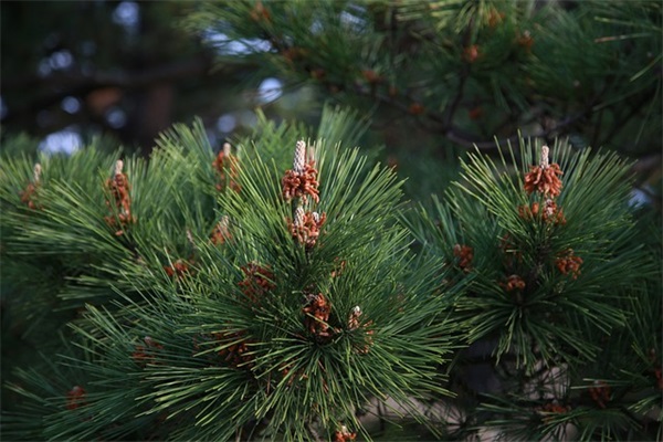 幼儿园老师送给孩子们的的毕业寄语怎么写-52句