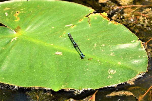 情人寄语唯美简短-88句