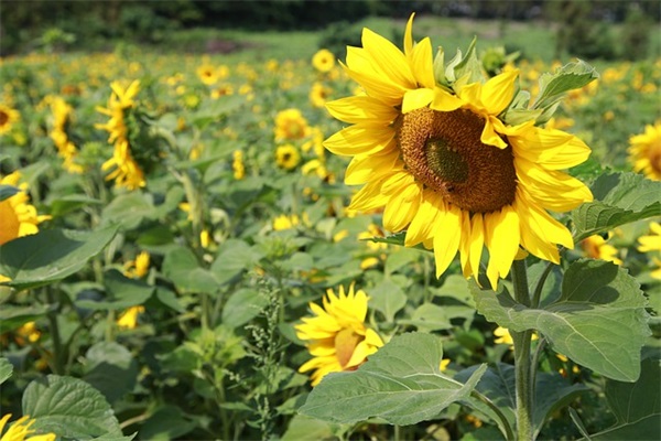 5个字浪漫寄语 【5个字浪漫的话】