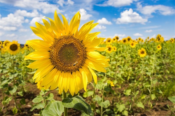 优秀学生对学弟学妹寄语-68句