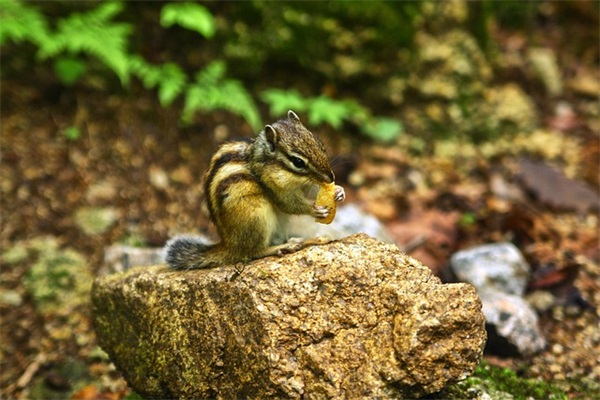 关于孔雀的祝福寄语-75句