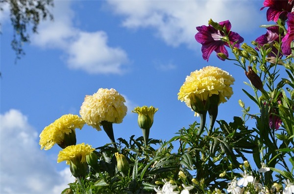 家长寄语新生一年级-56句