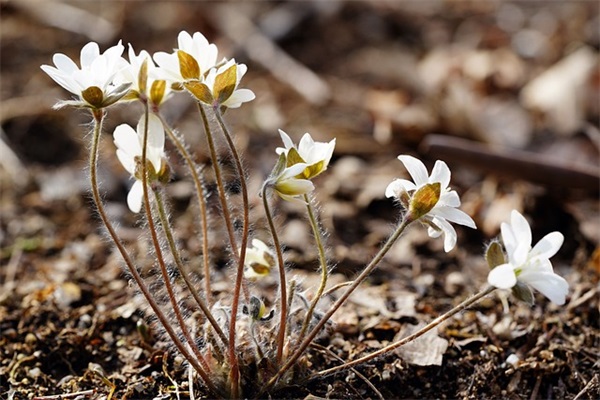 qq撒流氓的网名