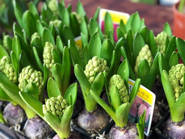 萌英文网名清新可爱