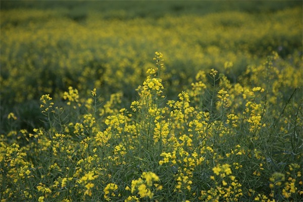 五个字的可爱qq网名