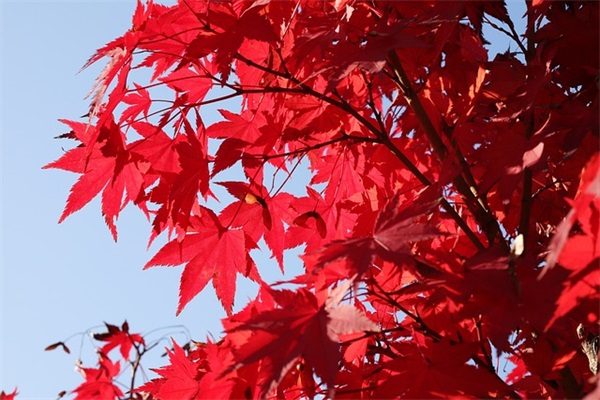 与琼有关的个性网名