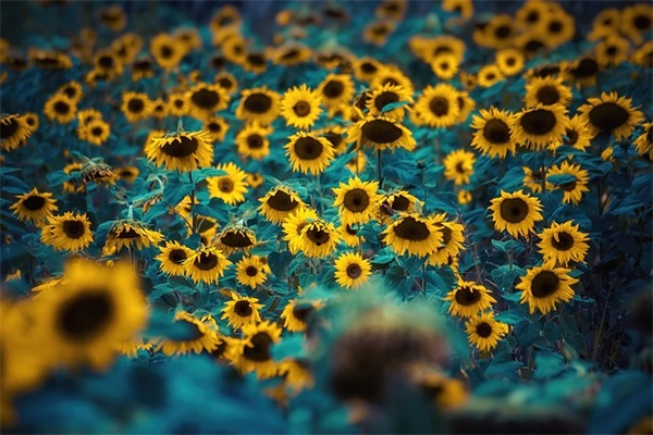 好听的女生网名简单