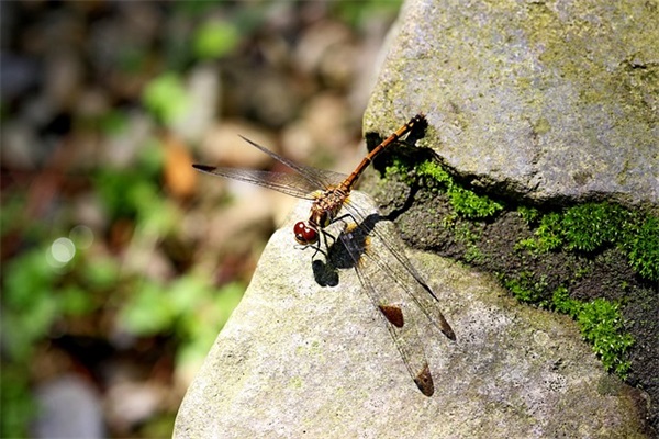 带半字的古风qq网名