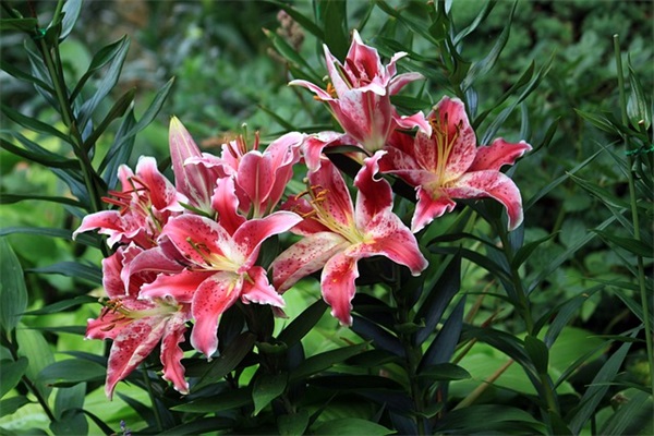 qq女网名柠开头