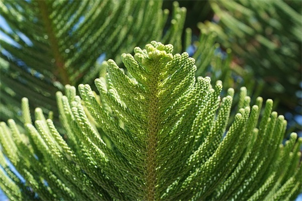 qq网名什么的女孩