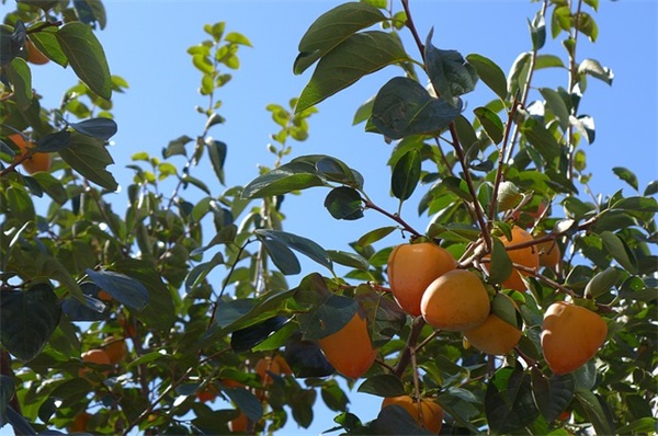 古风古韵男生网名