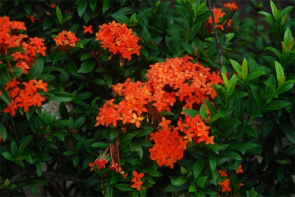 qq网名空城旧梦