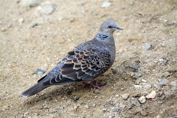 qq网名男生(5人)