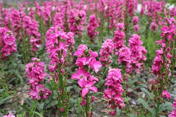 带夏字的古风网名女生