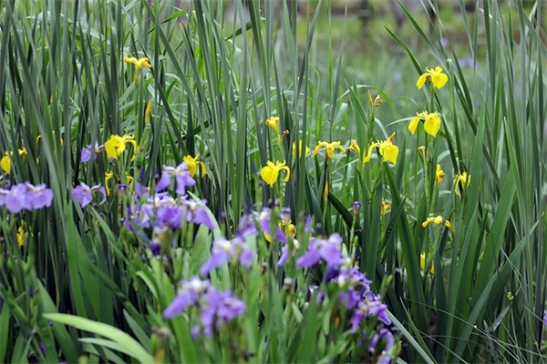 狗年生日祝福短信82句