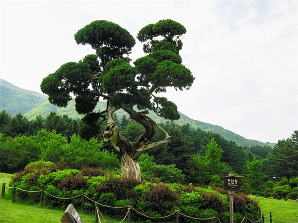 重阳节短信大全80句