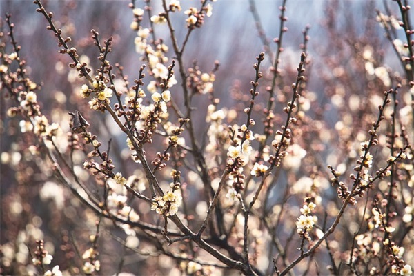 国庆节祝贺短信81句