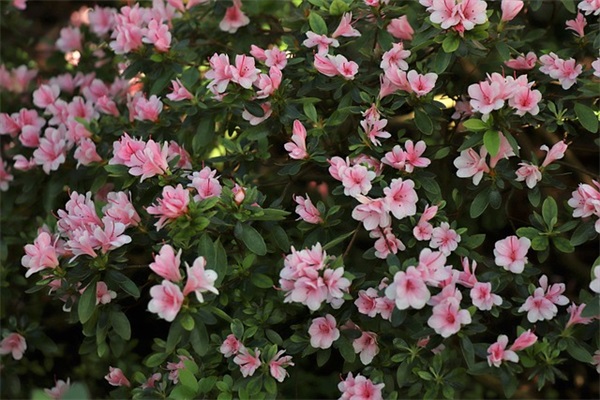 元旦发客户祝福短信80句