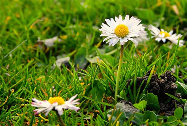 七夕节祝福短信80句