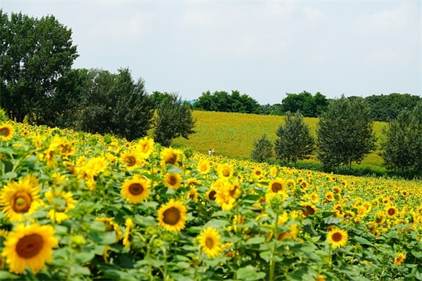 中秋给领导的短信80句