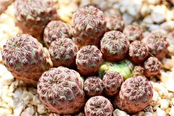 中秋送礼短信81句