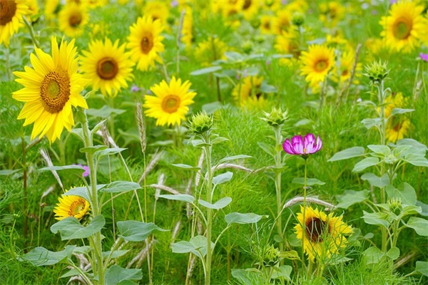 七夕情人祝福短信81句