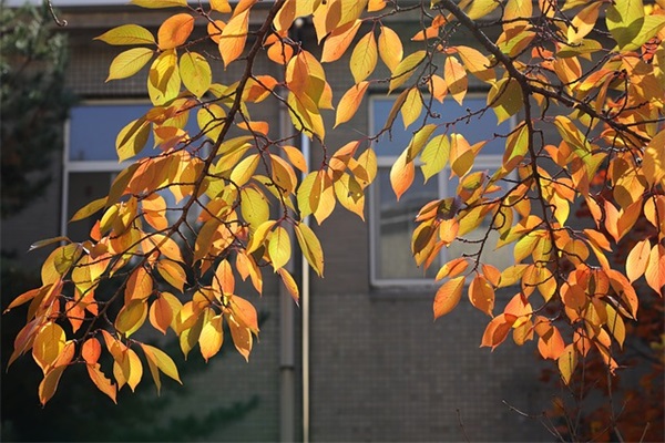 4.1愚人节表白短信75句