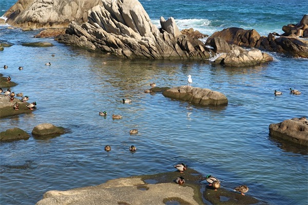 过年问候短信80句